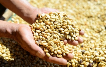 Dự báo giá cà phê ngày mai 16/12/2024: Giá cà phê liệu có chững lại?