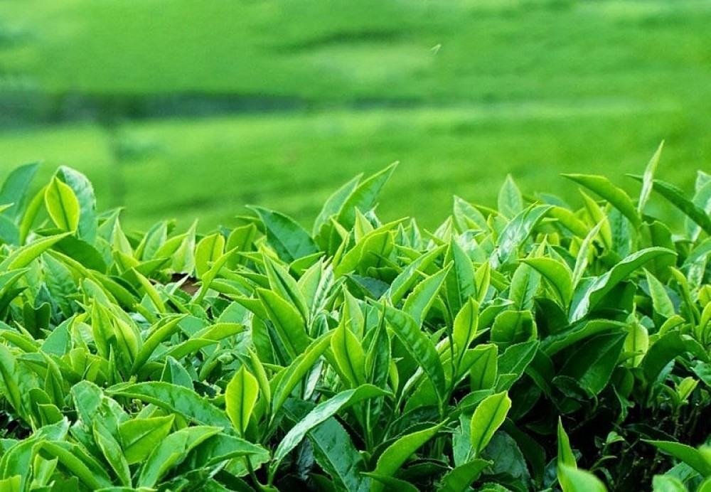 Sản phẩm chè của Việt Nam hiện đã được xuất sang hơn 70 quốc gia và vùng lãnh thổ Sản phẩm chè của Việt Nam hiện đã được xuất sang hơn 70 quốc gia và vùng lãnh thổ