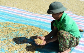 Dự đoán giá cà phê ngày mai 17/12/2024: Giá cà phê tiếp tục giảm?