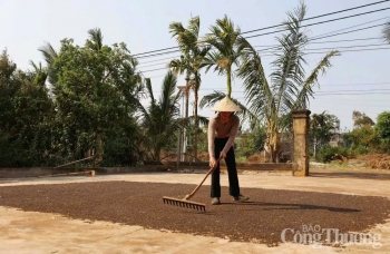 Nguồn cung hạn chế, giá hồ tiêu ra sao khi vào vụ mùa mới?