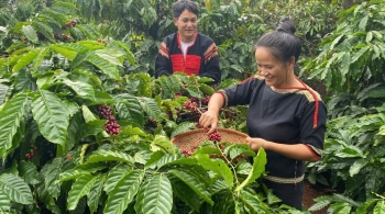 Ảnh hưởng mưa trái mùa, giá cà phê Robusta tiếp tục tăng