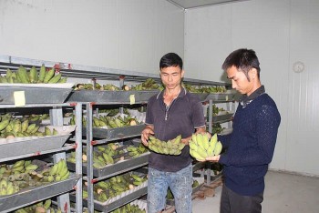 Chuối tiêu hồng Hòa Bình: Khẳng định thương hiệu trên thị trường trong nước