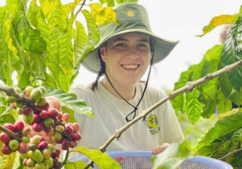 Giá cà phê hôm nay 18/12/2024: Giá cà phê trong nước bật tăng sau 1 ngày giảm giá