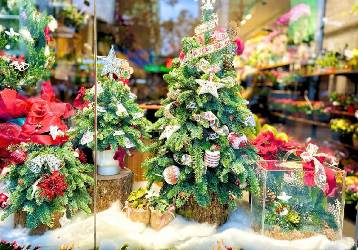 Cây thông tươi 'lên ngôi' trong mùa Giáng sinh 2024 Cây thông tươi 'lên ngôi' trong mùa Giáng sinh 2024