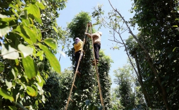 Xây dựng bản đồ số hồ tiêu và gia vị Việt Nam sẽ mang lại lợi ích gì?
