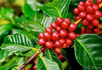EU chiếm hơn 38% thị phần xuất khẩu cà phê Việt Nam