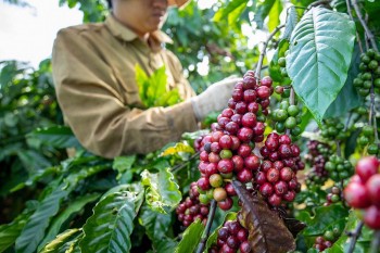 Tiêu chuẩn xanh của thị trường EU: Động lực hay áp lực với hàng Việt?