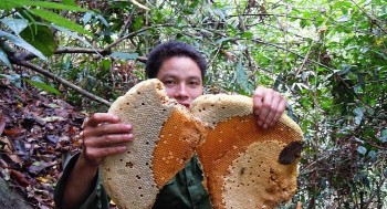 Mật ong - tinh hoa của núi rừng Tây Bắc