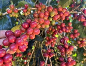 FED cắt giảm lãi suất, thị trường cà phê ảnh hưởng thế nào?