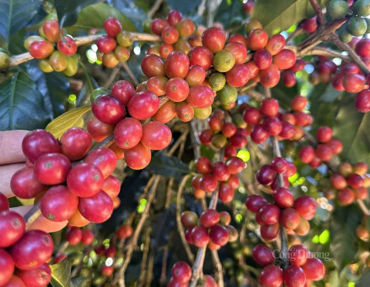 cà phê tại các vườn trồng xã Xuân Trường, TP Đà Lạt, tỉnh Lâm Đồng cà phê tại các vườn trồng xã Xuân Trường, TP Đà Lạt, tỉnh Lâm Đồng