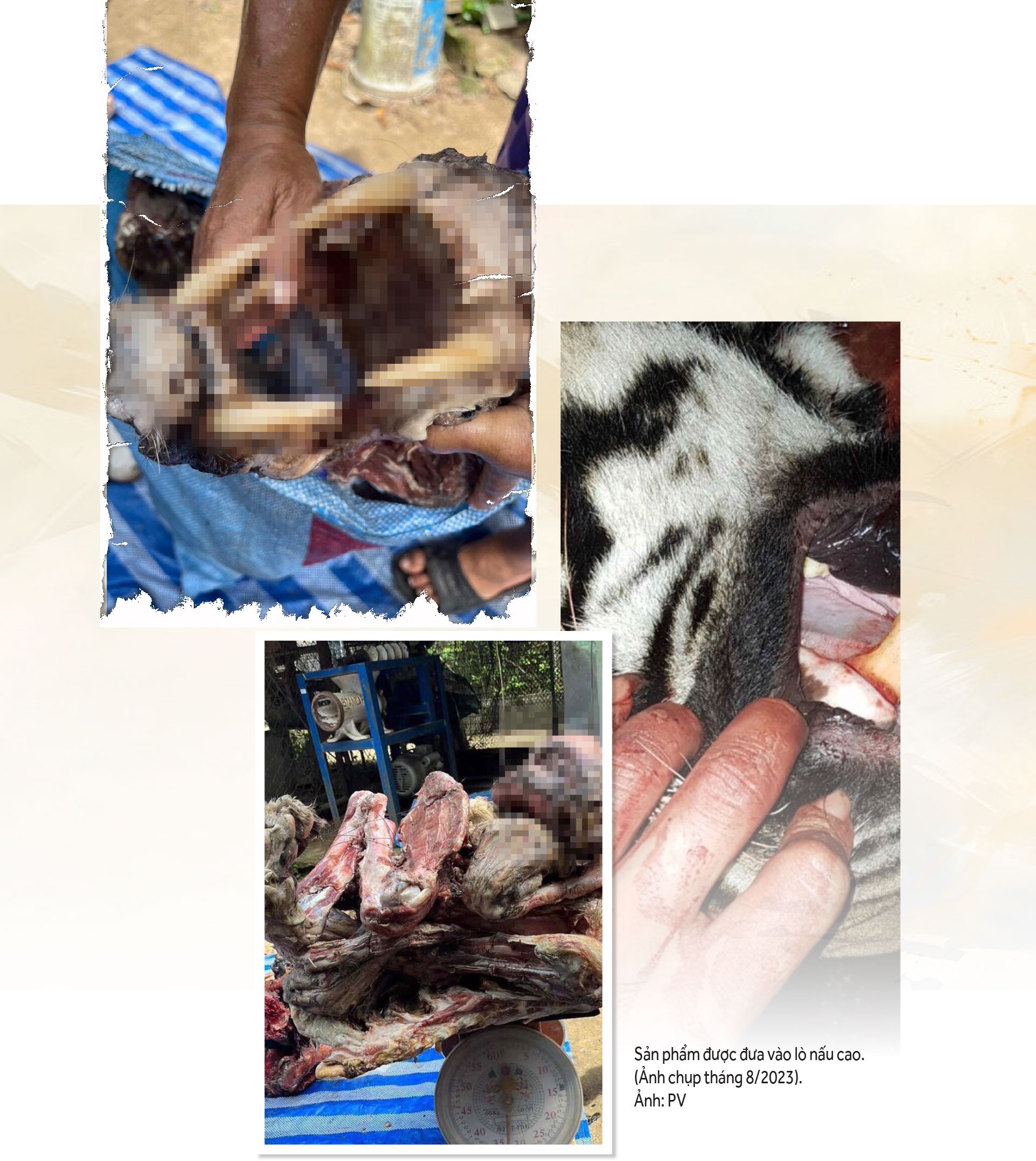 Thực hư thị trường cao hổ bạc tỷ - Bài 1: Những toán người bí ẩn trong ngôi nhà cổ Thực hư thị trường cao hổ bạc tỷ - Bài 1: Những toán người bí ẩn trong ngôi nhà cổ