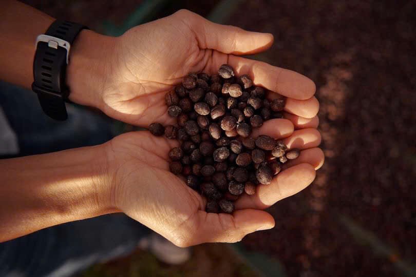 Dự báo giá cà phê ngày mai 20/12/2024: Giá cà phê liệu có tiếp tục ?