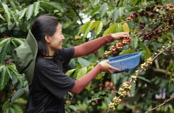 Dự báo giá cà phê ngày mai 21/12/2024: Giá cà phê không thể giảm tiếp