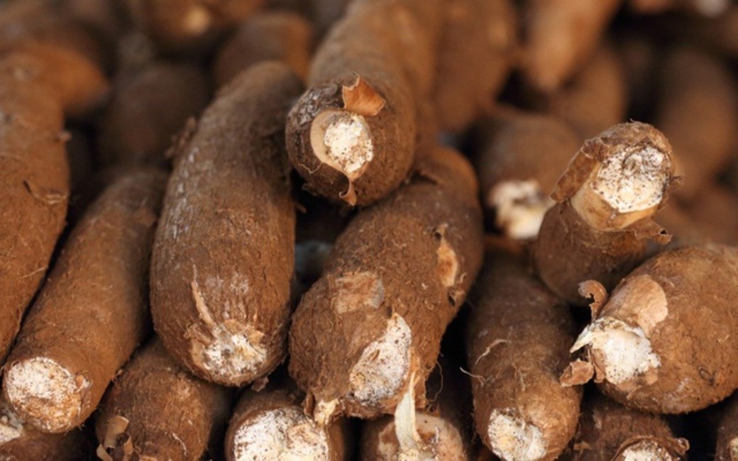 11 tháng năm 2024, Việt Nam xuất khẩu sang Trung Quốc 2,15 triệu tấn sắn và các sản phẩm từ sắn, trị giá 958,66 triệu USD