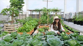 Phân bón Cà Mau bắt kịp xu hướng Nông nghiệp đô thị