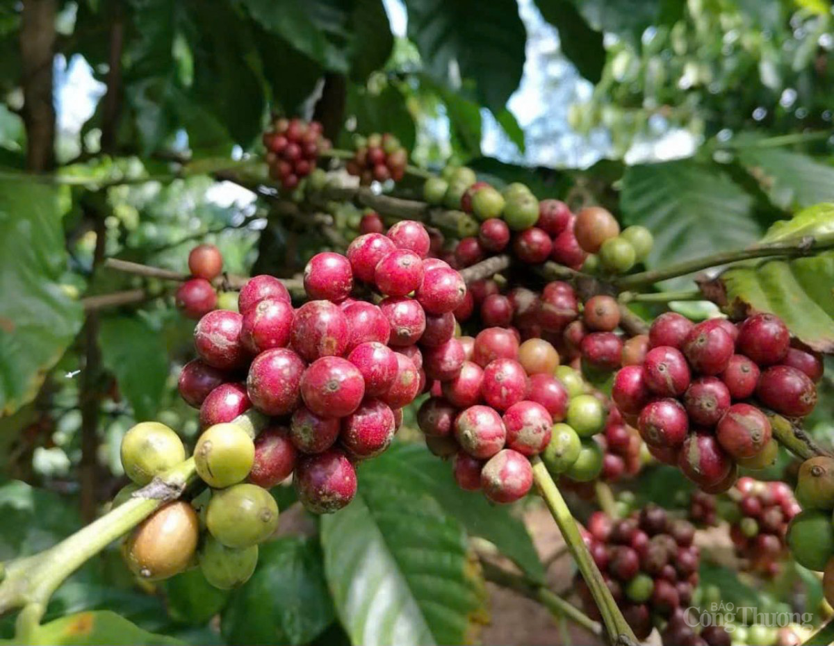 Dự báo giá cà phê ngày mai 22/12/2024: Giá cà phê