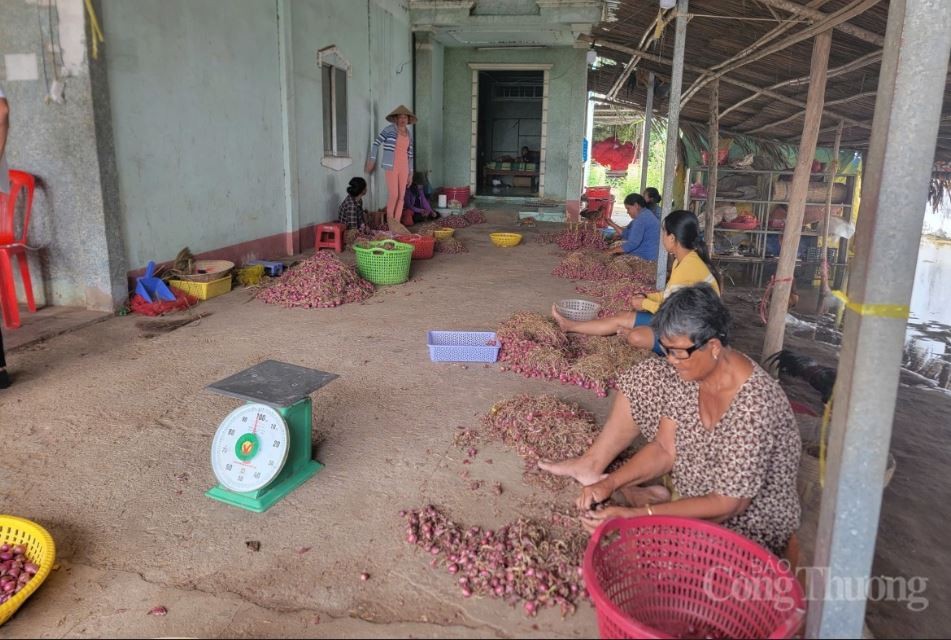 Người dân đang sơ chế hành tím hành tím rải vụ 