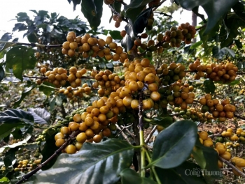 Quy định EUDR được gia hạn: Áp lực kép lên giá cà phê Việt Nam