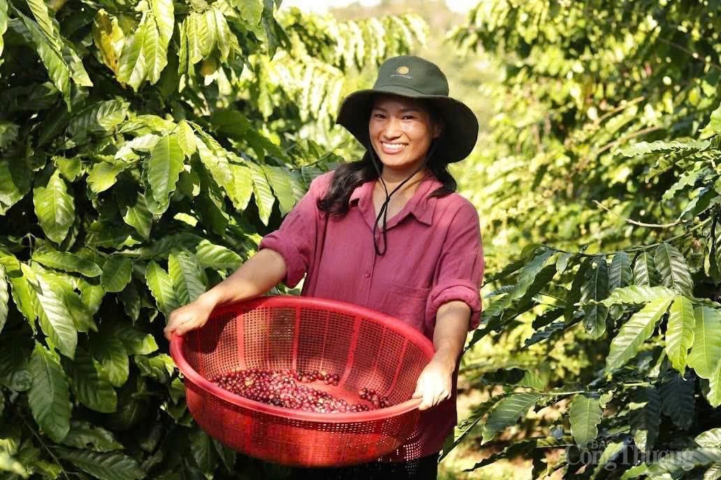 Dự báo giá cà phê ngày mai 23/12/2024: Giá cà phê liệu có tiếp tục ? Dự báo giá cà phê ngày mai 23/12/2024: Giá cà phê liệu có tiếp tục ?