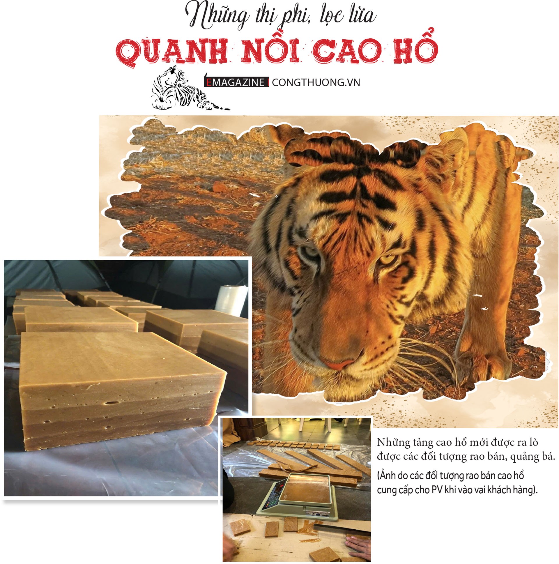 Thực hư thị trường cao hổ bạc tỷ - Bài 2: Góc khuất qua lời kể của 'Giáo sư cao hổ' Thực hư thị trường cao hổ bạc tỷ - Bài 2: Góc khuất qua lời kể của 'Giáo sư cao hổ'