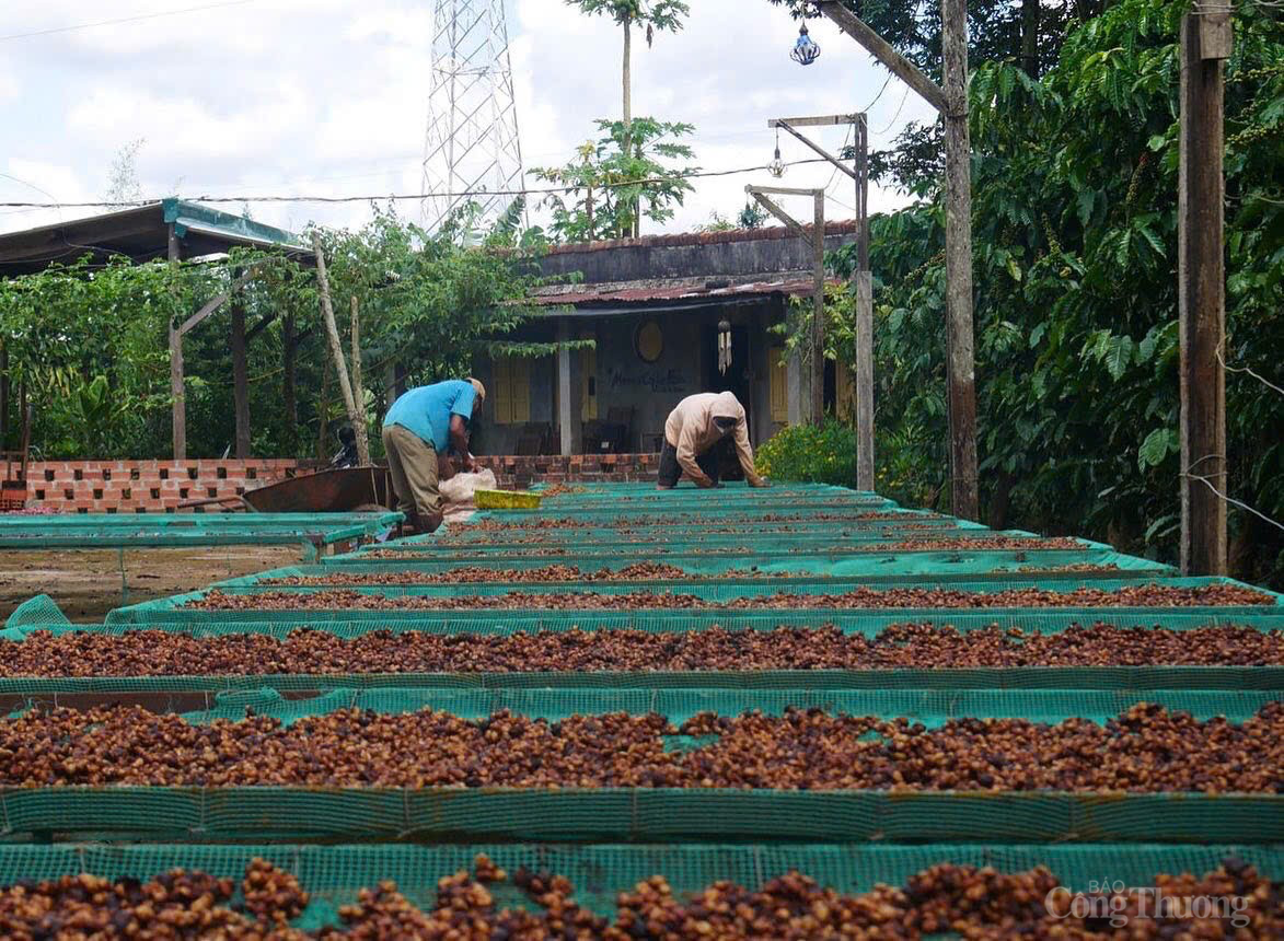 Dự báo giá cà phê ngày mai 24/12/2024: Giá cà phê Dự báo giá cà phê ngày mai 24/12/2024: Giá cà phê