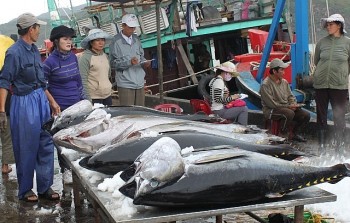 Xuất khẩu cá ngừ ghi nhận tăng trưởng tốt với hai con số