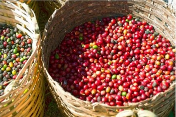 Thị trường hàng hóa hôm nay 24/12: Giá cà phê Robusta tăng nhẹ, dao động quanh mốc 5.000 USD/tấn