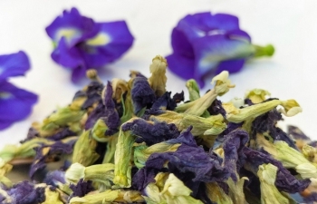 Trà hoa đậu biếc hữu cơ từ Hội An - Thức uống sạch lành từ tự nhiên