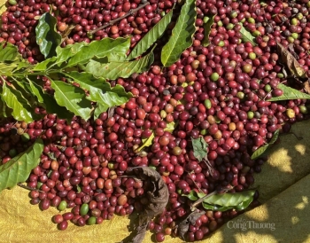Ảnh hưởng của thời tiết khiến giá cà phê biến động mạnh