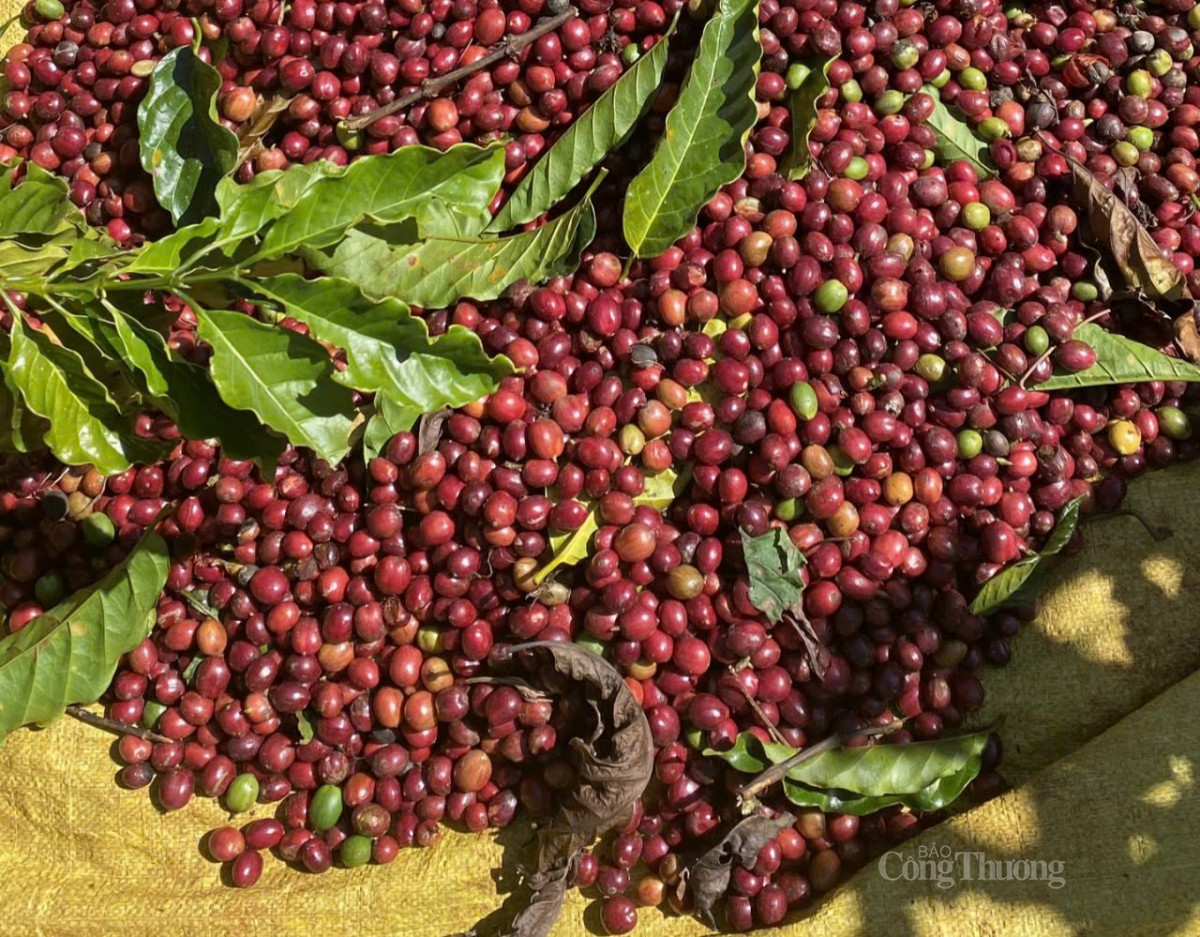 cà phê tại các vườn trồng xã Xuân Trường, TP Đà Lạt, tỉnh Lâm Đồng