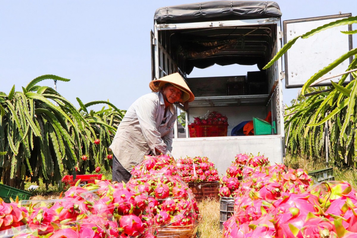 Nước ép thanh long Bảo Long – Từ 'thủ phủ' thanh long đến Sàn Việt Nước ép thanh long Bảo Long – Từ 'thủ phủ' thanh long đến Sàn Việt