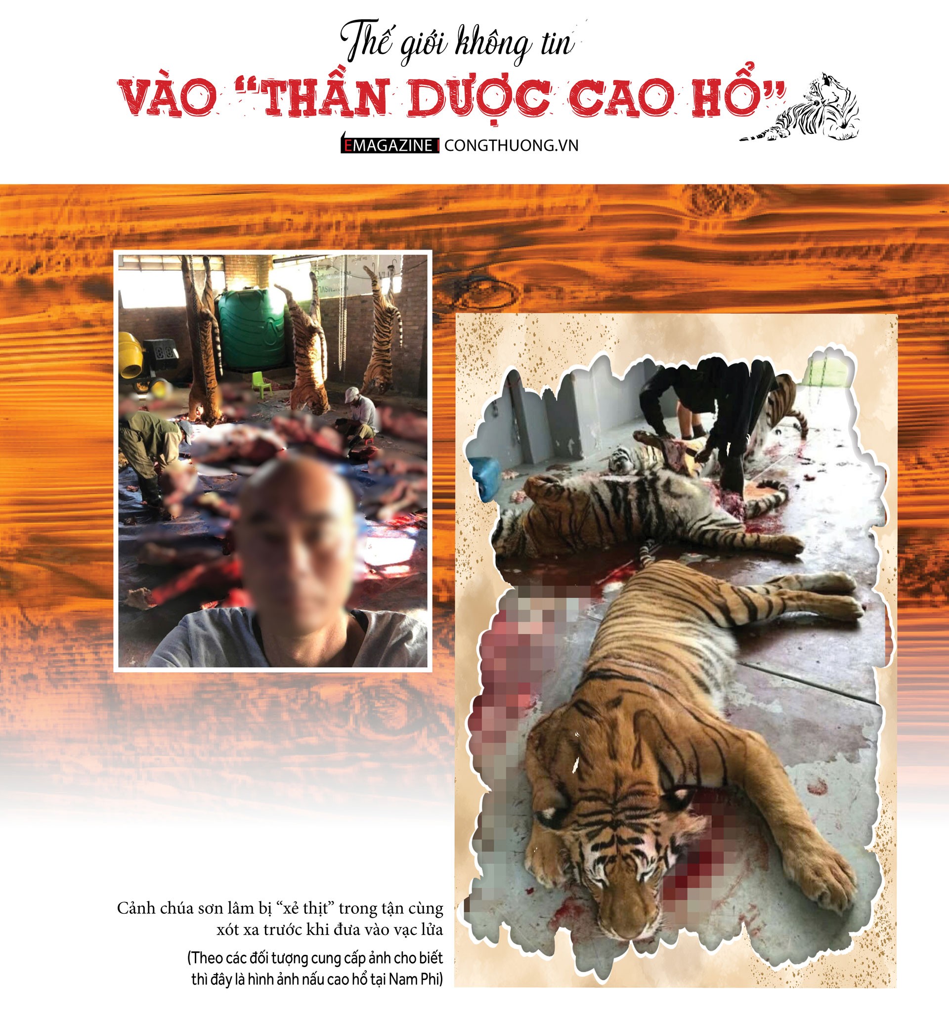 Thực hư thị trường cao hổ bạc tỷ - Bài 2: Góc khuất qua lời kể của 'giáo sư cao hổ' Thực hư thị trường cao hổ bạc tỷ - Bài 2: Góc khuất qua lời kể của 'giáo sư cao hổ'