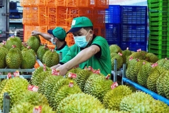 Nguyên nhân nào EU nâng tần suất kiểm tra sầu riêng Việt?