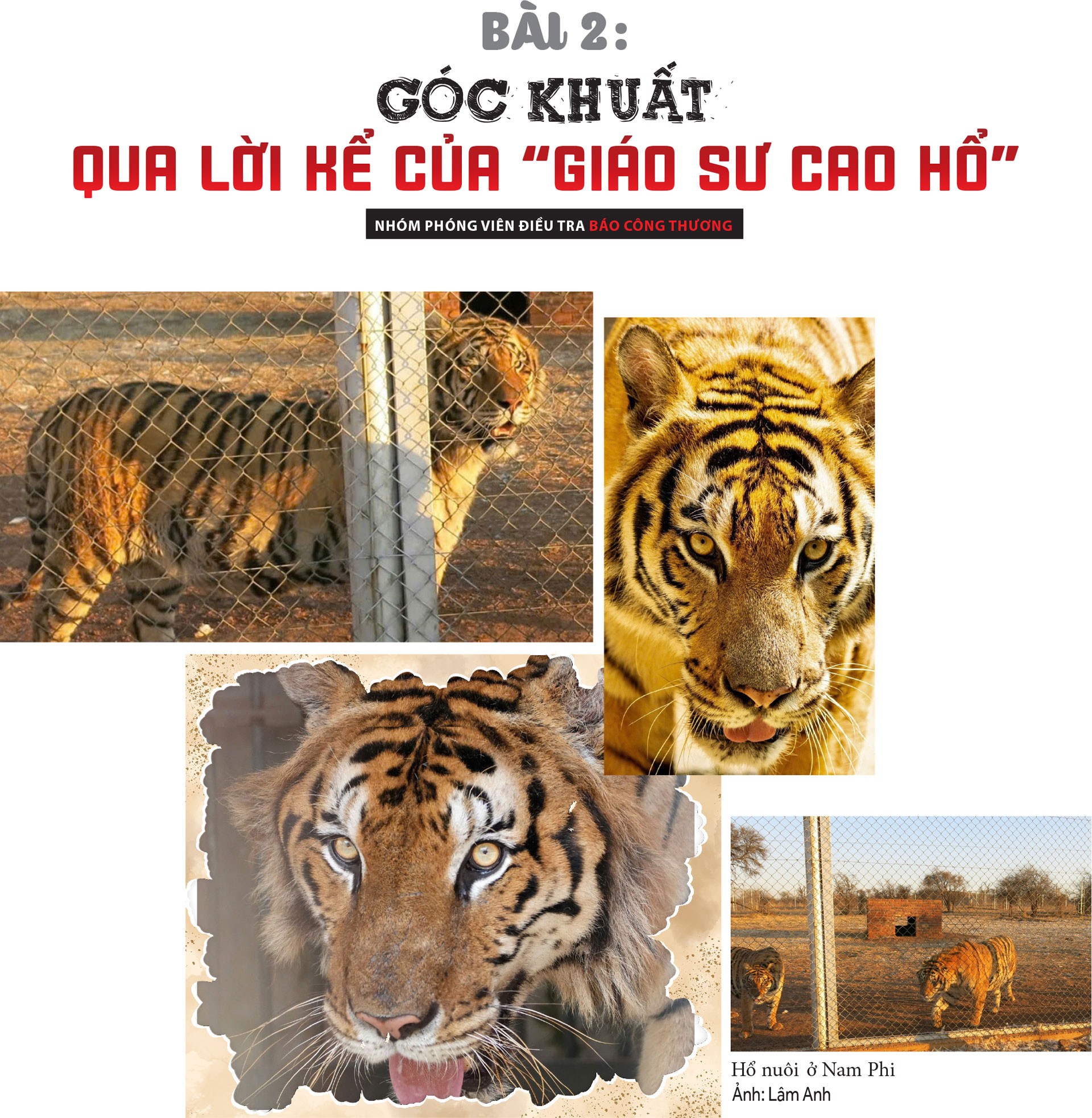 Thực hư thị trường cao hổ bạc tỷ - Bài 2: Góc khuất qua lời kể của 'giáo sư cao hổ' Thực hư thị trường cao hổ bạc tỷ - Bài 2: Góc khuất qua lời kể của 'giáo sư cao hổ'