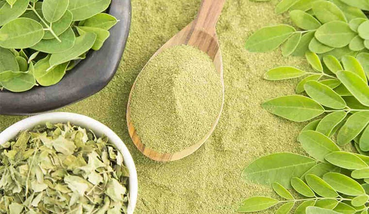 Chùm ngây là loại cây có giá trị dinh dưỡng cao tốt cho sức khỏe người sử dụng.