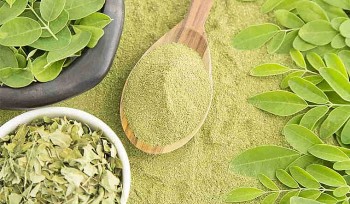 Thương mại điện tử giúp nông dân Long An quảng bá sản phẩm chùm ngây