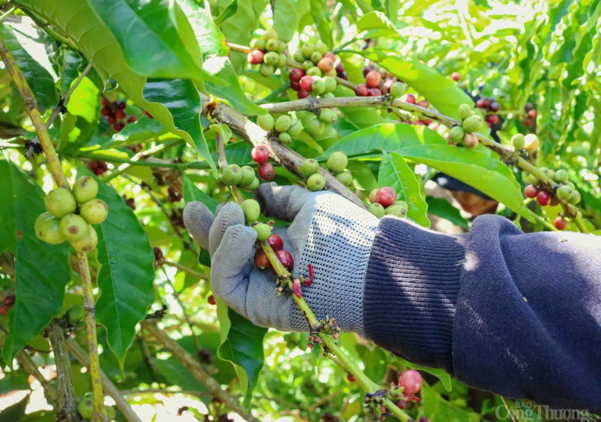 Dự báo giá cà phê ngày mai 26/12/2024: Giá cà phê