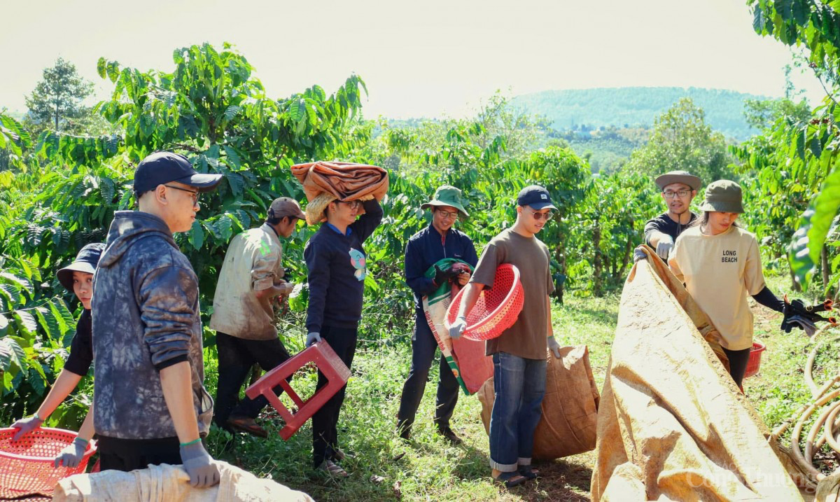 Dự báo giá cà phê ngày mai 27/12/2024: Giá cà phê