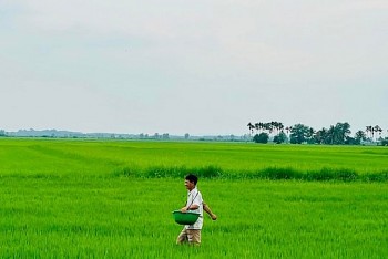 Nỗ lực đưa gạo Việt 'lên sàn', chinh phục thị trường