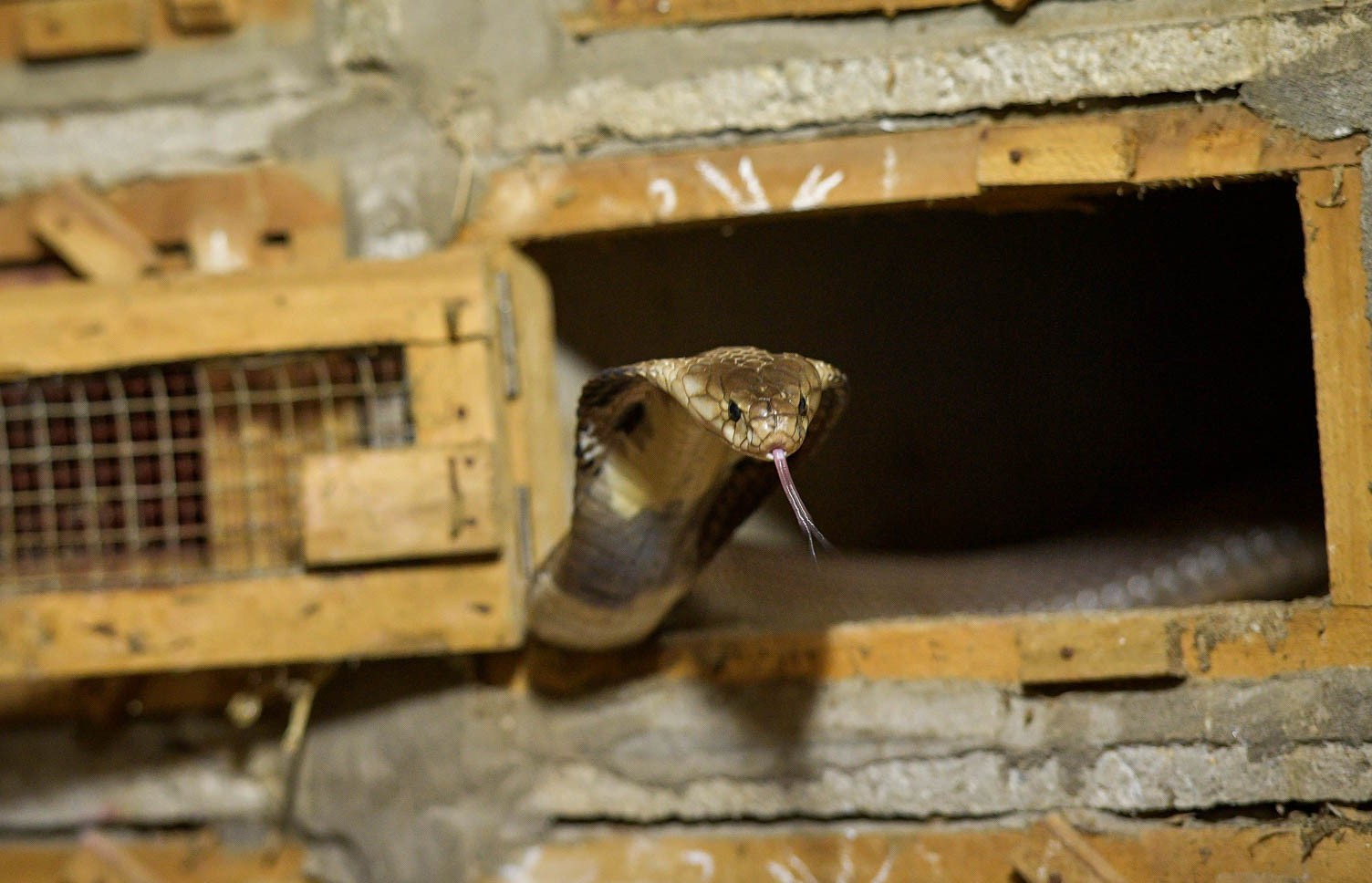 Trải nghiệm “lạ” ở làng rắn Vĩnh Sơn