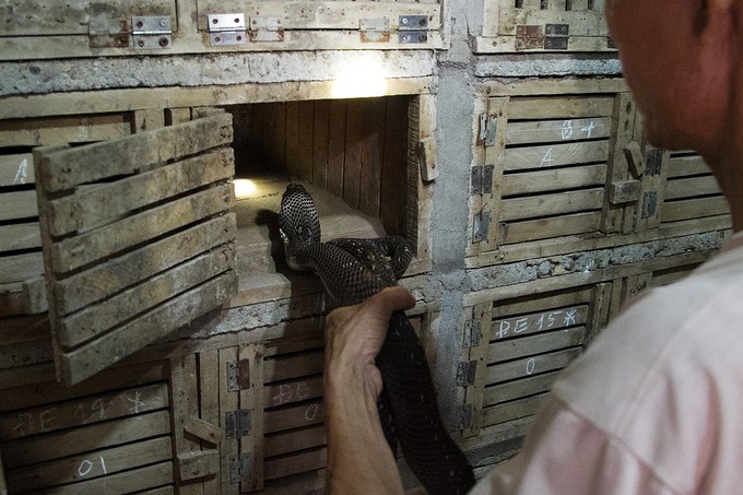 Trải nghiệm “lạ” ở làng rắn Vĩnh Sơn