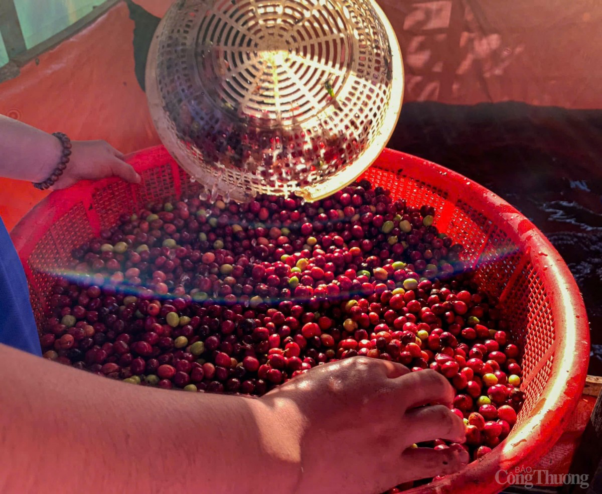 Dự báo giá cà phê ngày mai 27/12/2024: Giá cà phê