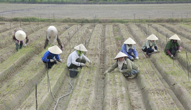 Những con số nổi bật của ngành nông nghiệp Thanh Hóa