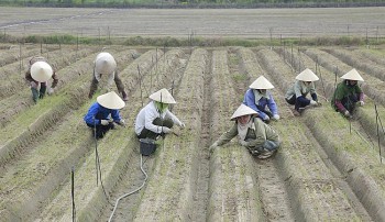 Thanh Hóa: Sản phẩm OCOP nâng tầm nông sản địa phương