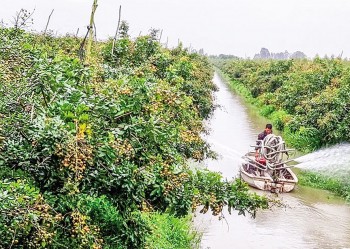 Cần Thơ: Đẩy mạnh mở rộng diện tích cây ăn trái xuất khẩu