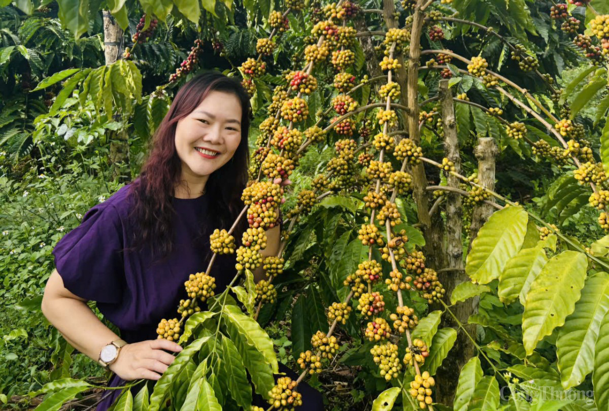 Dự báo giá cà phê ngày mai 21/1/2025: Giá cà phê Dự báo giá cà phê ngày mai 21/1/2025: Giá cà phê