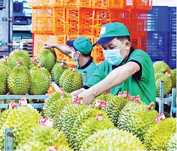 Một cơ sở đóng gói sầu riêng tại tỉnh Đắk Lắk. Ảnh: CAO TRẦN Một cơ sở đóng gói sầu riêng tại tỉnh Đắk Lắk. Ảnh: CAO TRẦN