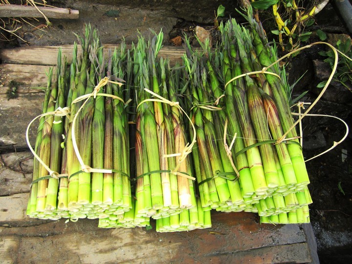 măng trúc non được thu hái từ những cánh rừng nguyên sinh tại Háng Đồng, Sơn La măng trúc non được thu hái từ những cánh rừng nguyên sinh tại Háng Đồng, Sơn La