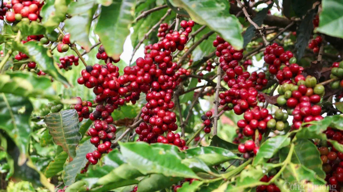 Giá cà phê hôm nay 29/12/2024: Giá cà phê trong nước