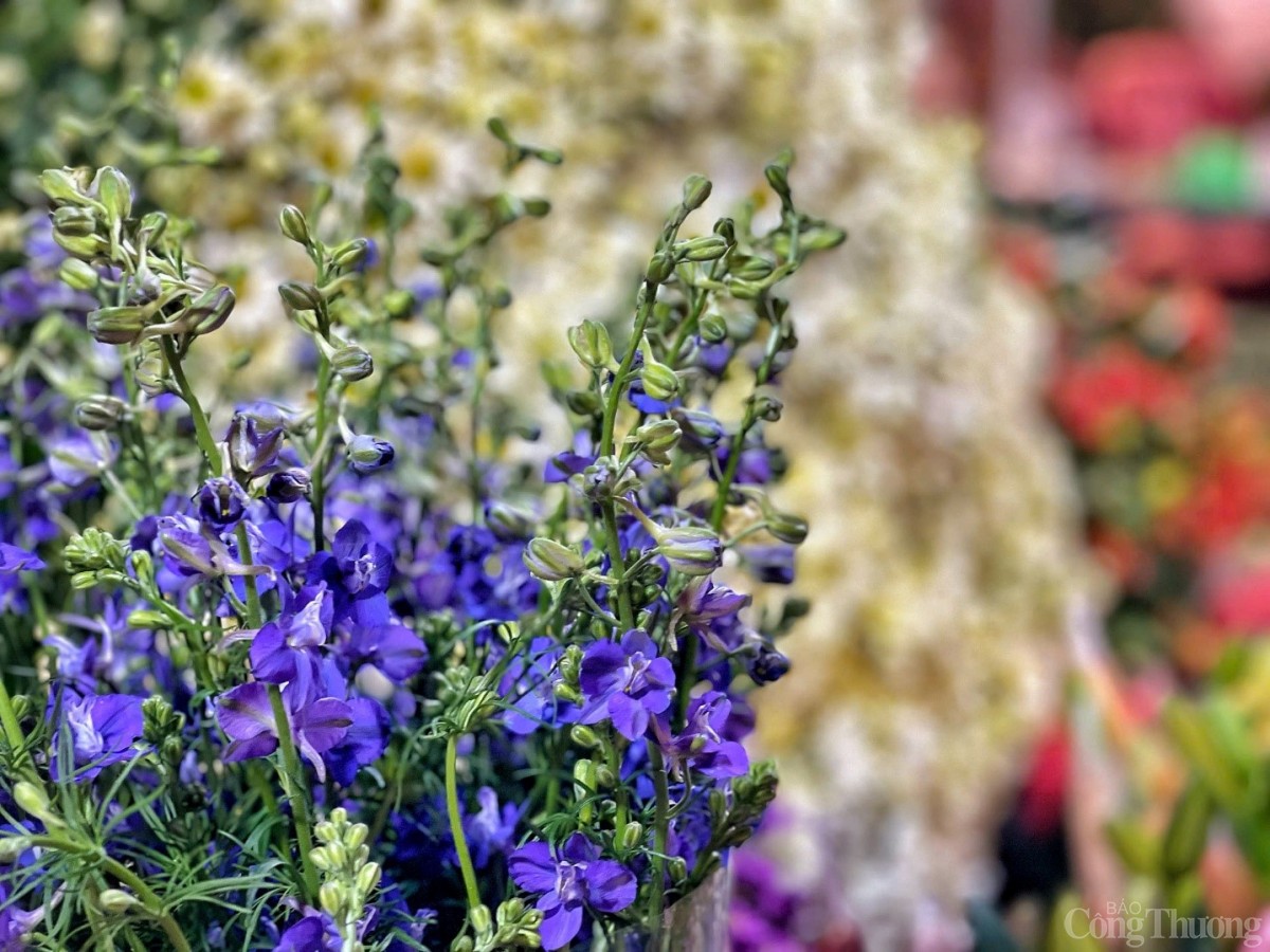 Đêm chợ hoa Quảng An những ngày cận Tết 2025